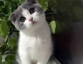 英短蓝猫普遍口臭吗,蓝猫有口臭怎么办