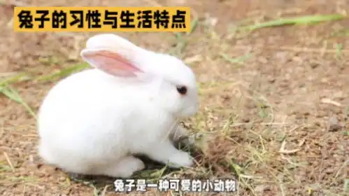 兔子的习性与生活特点神奇动物在抖音动物科普百科知识
