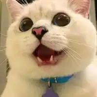 动物喊妈的表情包