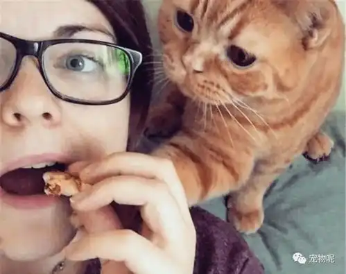 养猫后,这6件事你要被迫戒掉,网友我太难了