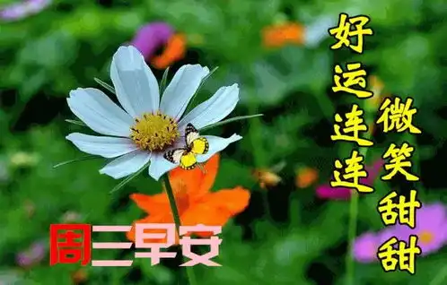 2024不用打字的唯美早上好动物表情大全,温馨早上好图片带字
