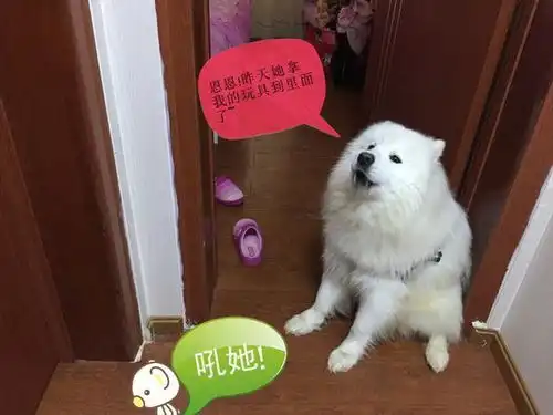 玩具落在女儿房里,狗狗一大早就坐门口等着,表情委屈的不行