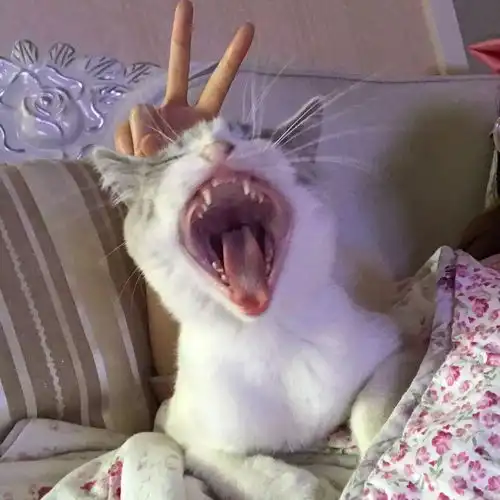 你朋友圈里点赞最高的猫图是哪一张