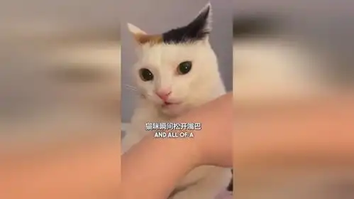 猫咪做错事的表情