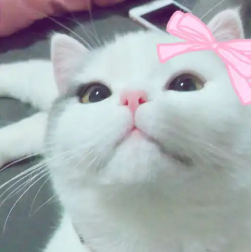求图来了有没有敲可爱的猫咪头像