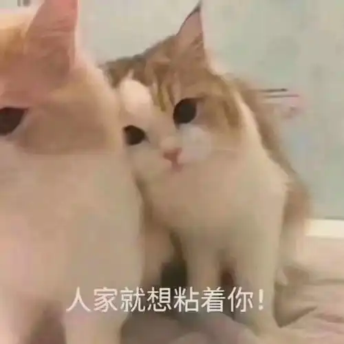 猫咪表情包