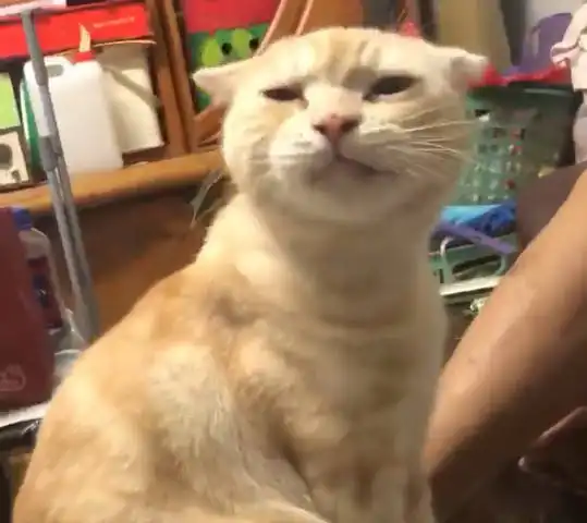 橘猫向爷爷讨吃,当得知爷爷打麻将把小鱼干都输光后,表情让人笑喷