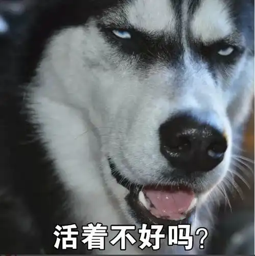 一套哈士奇表情包,收好不谢搜狐宠物搜狐网