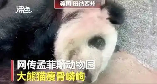 丫丫最新情况主食单一,没人互动,希望国内的专家早日帮助丫丫
