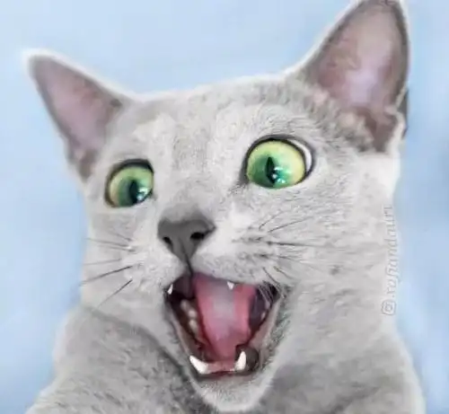绿宝石之眼,网友的俄罗斯蓝猫,眼睛美得看一眼就爱上