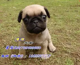 大眼睛呆萌囧囧巴哥专业繁殖精品鹰版巴哥犬可爱肉嘴巴哥出售