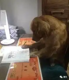 肥唐说女大学生当街裸奔,要想红就得不要脸