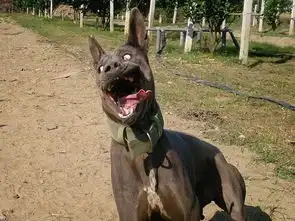 泰皇犬夺宠物鬼脸大赛冠军,使出洪荒之力做丑萌..