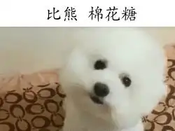 不让孩子养宠物的你,应该好好看看