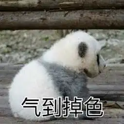 熊猫头是什么,比不上这些熊猫表情来的可爱