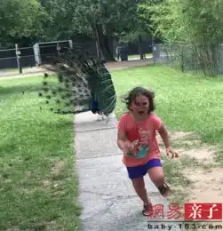 被孔雀追赶小女孩表情逗趣被网友p成表情包