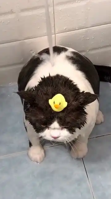 见过乖的,没见过这么乖的喵星人