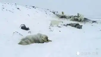 瘦骨嶙峋表情包北极熊