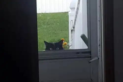 网友被流浪猫视奸,仔细一看,才发现是曾收养过的猫猫来探亲