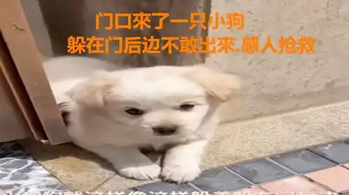 门口来了一只小狗,躲在门后边不敢出来感人抢救