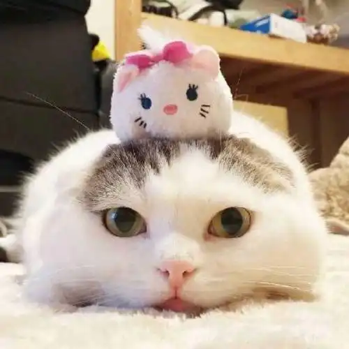 小仓鼠和猫咪的可爱故事超治愈