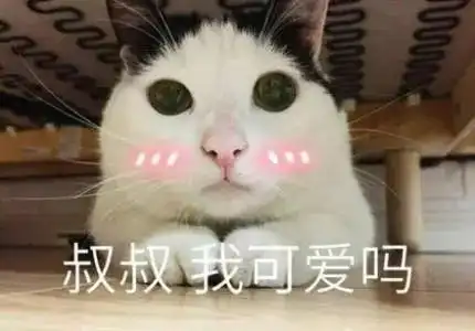 养猫之后,我发现这些事成为了不可能