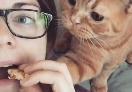 猫发现主人在吃东西,拿出十八般武艺就要抢吃的,这幕太逗了