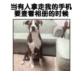 暗中骄傲表情包动物们