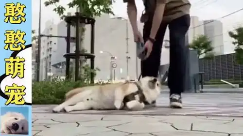 憨憨的日常,表情这一块拿捏的死死的,逗你笑了没