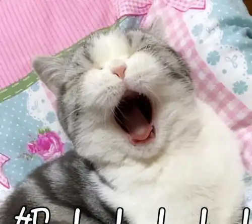 养公猫还是母猫过来人告诉你,区别很大