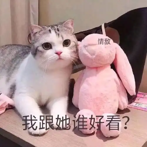 小猫小狗表情包