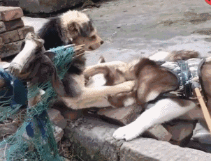 二哈耍流氓调戏田园犬,田园犬转身甩它几巴掌,瞬间认怂了