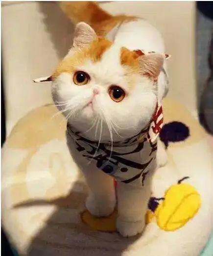 网红猫最想吸哪只