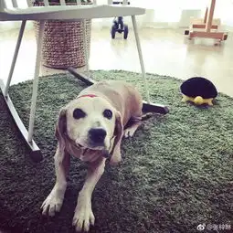 躲门后偷看的表情包偷看