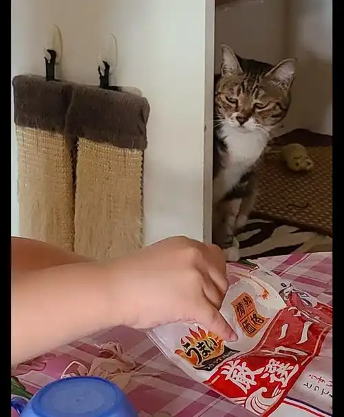 女儿在吃零食,猫咪躲在旁边鬼鬼祟祟地偷看,表情太有戏了吧