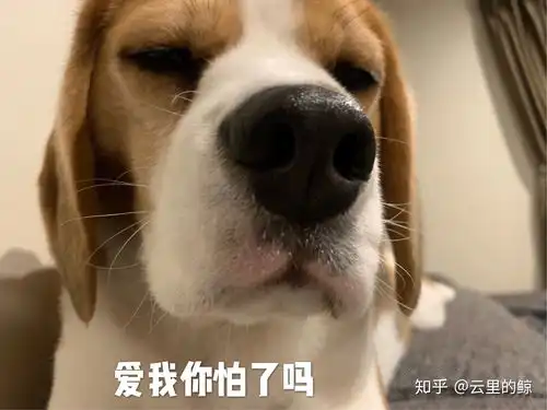 超级无敌可爱狗子表情包