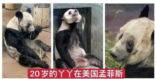 网友厉害直接曝光乐乐和丫丫的租赁合同,怪不得美国有恃无恐