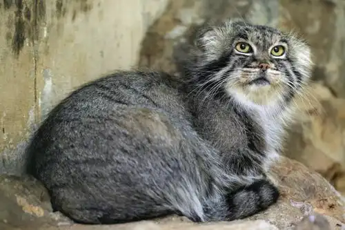 猫中炸毛精,行走表情包,这种猫是