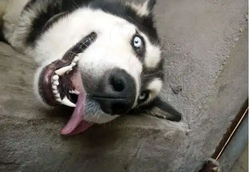 很少拍到那么二的表情,快当妈妈了却给我贡献表情包了