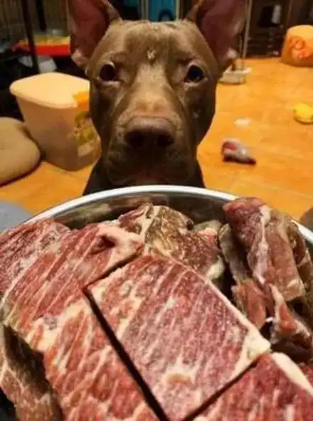 狗子60天没吃到牛肉,再见肉时,这货的表情...