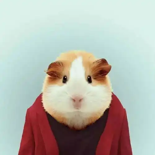 可爱性感的,卖萌娇娆的,风情万种令人耳目一新的他们登台出镜了