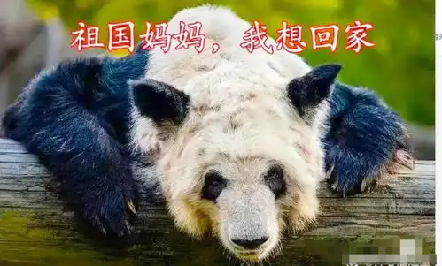 熊猫丫丫就是个宠物,不值得兴师动众这是中国人该说出的话吗