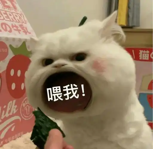 张大嘴等投喂猫咪表情包,妈宝女爸宝女表情包
