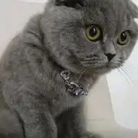 英短蓝猫动漫卡通头像