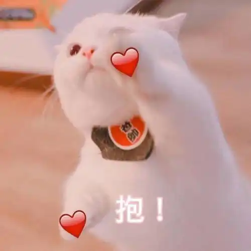 表情包猫