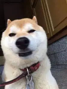 一只狗行8表情包狗子