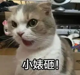 下午茶生了女儿没钱养要卖掉转头就养了只宠物猫