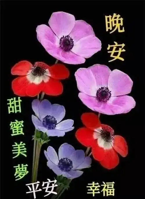 9张最美睡前晚安问候祝福图片带字精选晚上好问候祝福动画表情包