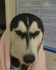 哈士奇那些雷爆了的眼神瞬间秒杀你央广网
