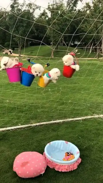 荡秋千,小奶狗真的好可爱啊